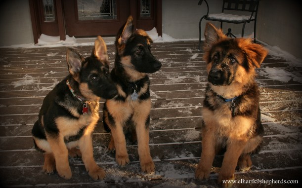 Beckett, Brody, & Max