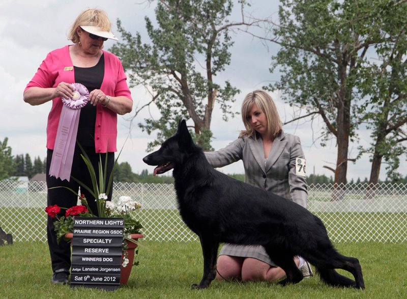 Codie Reserve Winners Dog