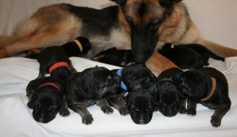 Cassie x Figo Pups 4 days old